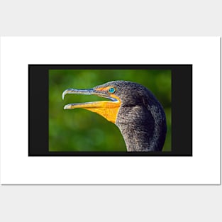 Head of a Double-Crested Cormorant Posters and Art